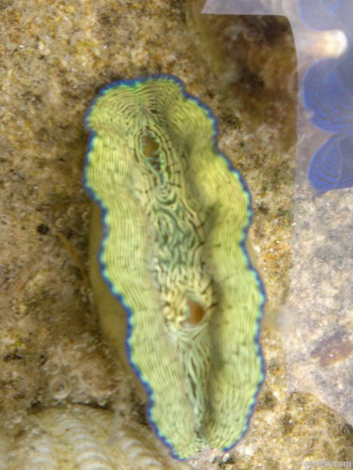 Cultured Giant Clam