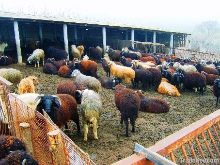 LIVE SHEEP AND CATTLE FROM MOLDOVA