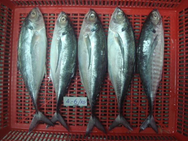 Horse mackerel