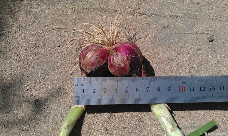 fresh onion, Red onion