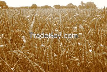 Durum Hard Wheat