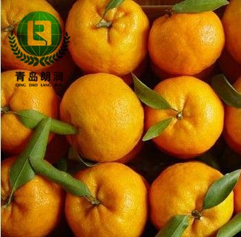 Fresh Honey Mandarin Orange