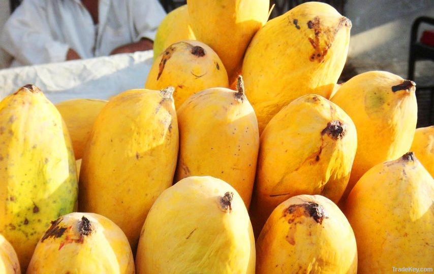 Fresh Mango (Sindhri)