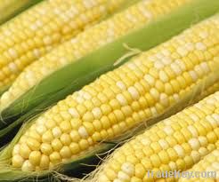  Maize | Maize Exporter | Corn Grain Seller | Maize Buyer | Bulk Maize Grain Importer | Corn bean Buyer | Corn bean Wholesaler | Corn Grain Manufacturer | Best Quality Corn Grain | Cheap Maize Supplier | Low Price Corn | Yellow Corn | White Cron | Baby Ma