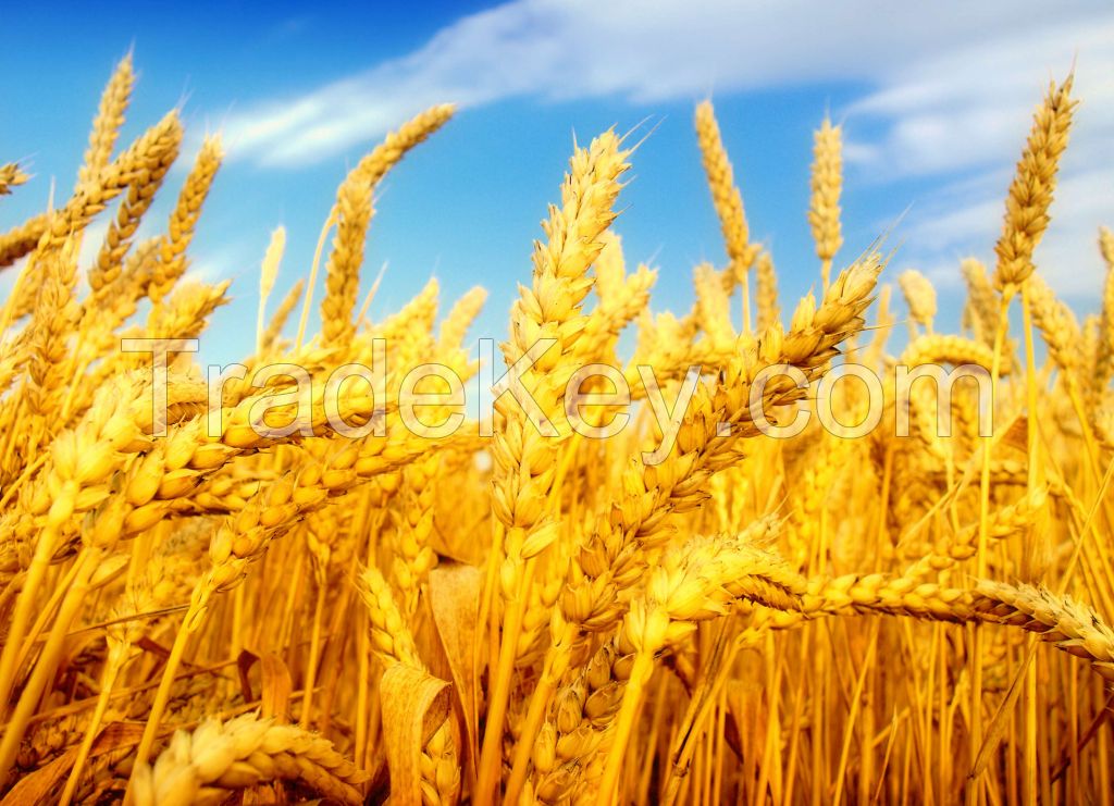 wheat soft and durum