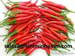 fresh chilli