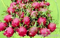 dragon fruit