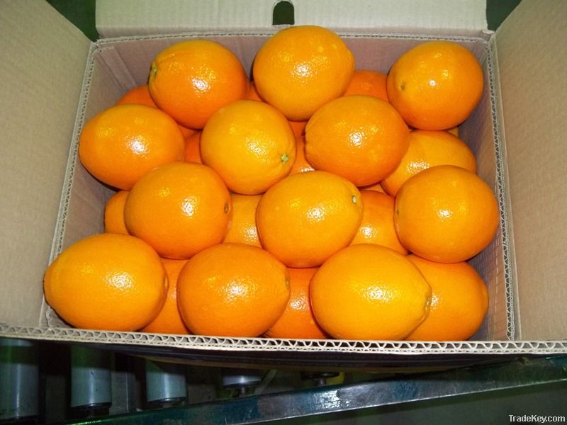 Navel Orange