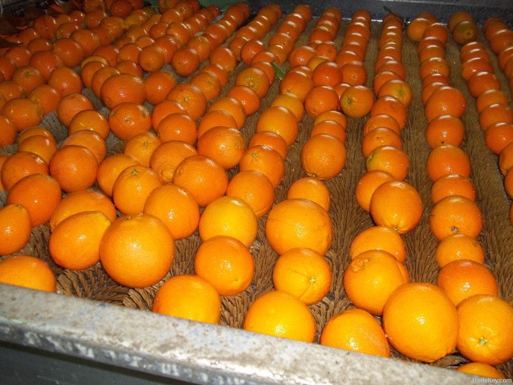 Baladi Orange