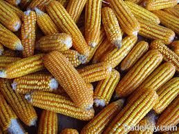 corn yellow