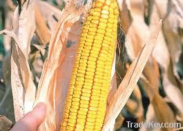  Maize | Maize Exporter | Corn Grain Seller | Maize Buyer | Bulk Maize Grain Importer | Corn bean Buyer | Corn bean Wholesaler | Corn Grain Manufacturer | Best Quality Corn Grain | Cheap Maize Supplier | Low Price Corn | Yellow Corn | White Cron | Baby Ma