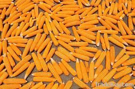  Maize | Maize Exporter | Corn Grain Seller | Maize Buyer | Bulk Maize Grain Importer | Corn bean Buyer | Corn bean Wholesaler | Corn Grain Manufacturer | Best Quality Corn Grain | Cheap Maize Supplier | Low Price Corn | Yellow Corn | White Cron | Baby Ma