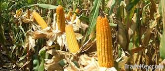 maize grain