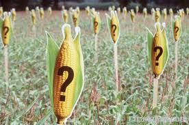 what is maize