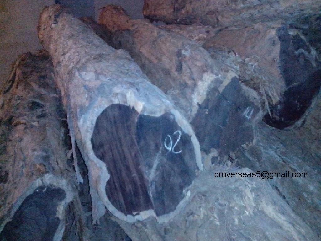 African Blackwood logs, African Ebony