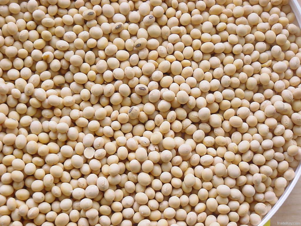 soybeans