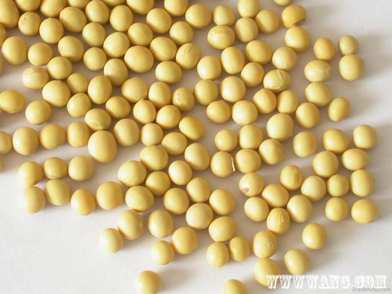 Yellow soybean origin from China with high protein