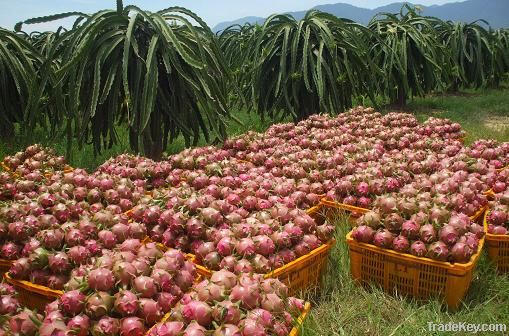 FRESH DRAGON FRUIT