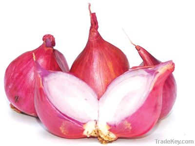 RED ONION