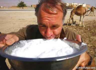 Camel Milk