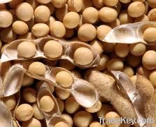 Soybean