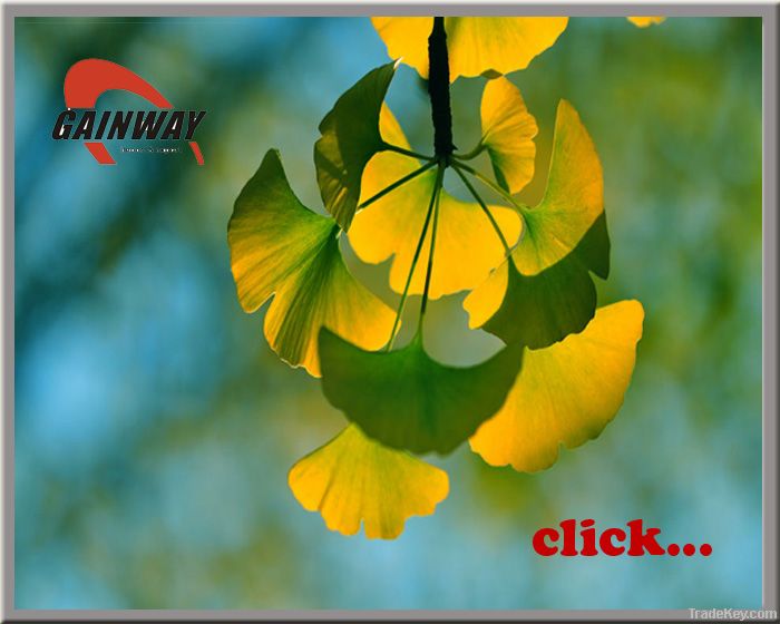 Ginkgo flavonoids herbal  Ginkgo Biloba Extract