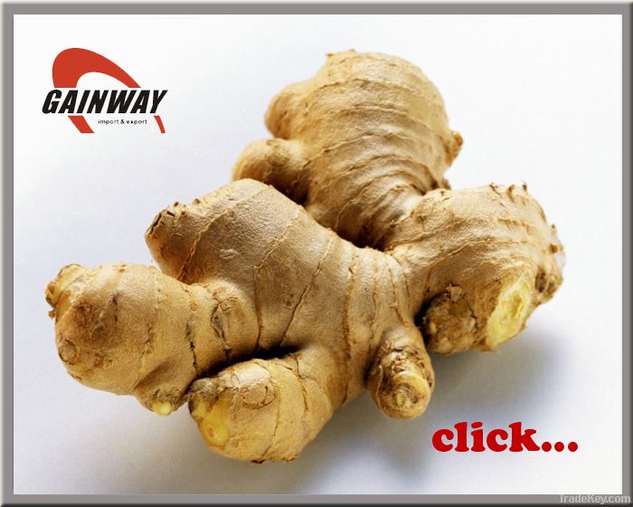 Gingerols high quality Ginger Extract