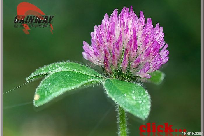 Isoflavone  herbal Red Clover Extract