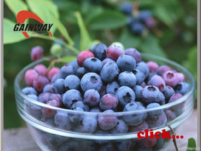 Anthocyanins Bilberry Extracts