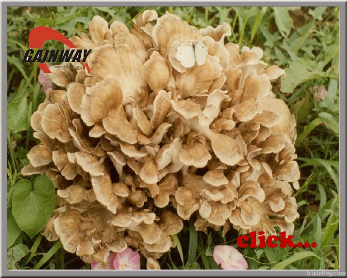 fungus: Maitake Mushroom extract