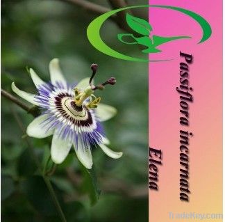 Passiflora incarnata Extract