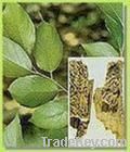 Eucommia Leaf Extract