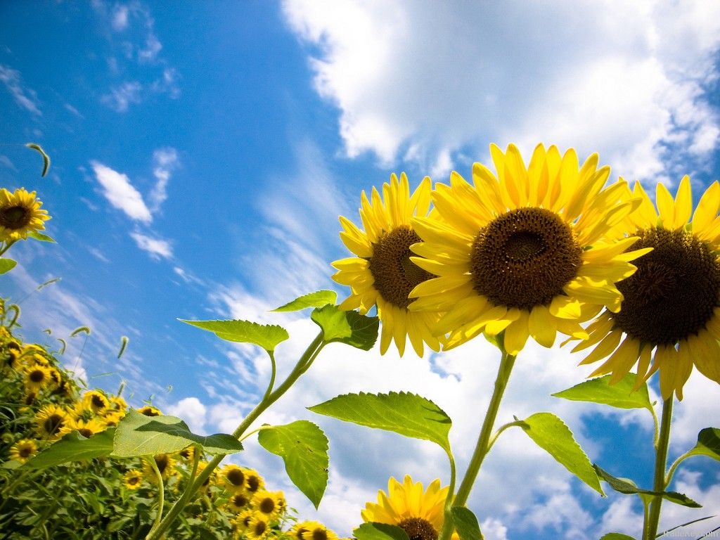 Refined Sunflower Oil (Ukraine)