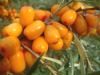seabuckthorn juice concentrate