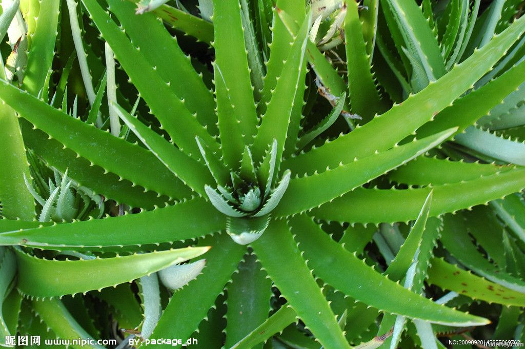 Aloe vera extract by UV