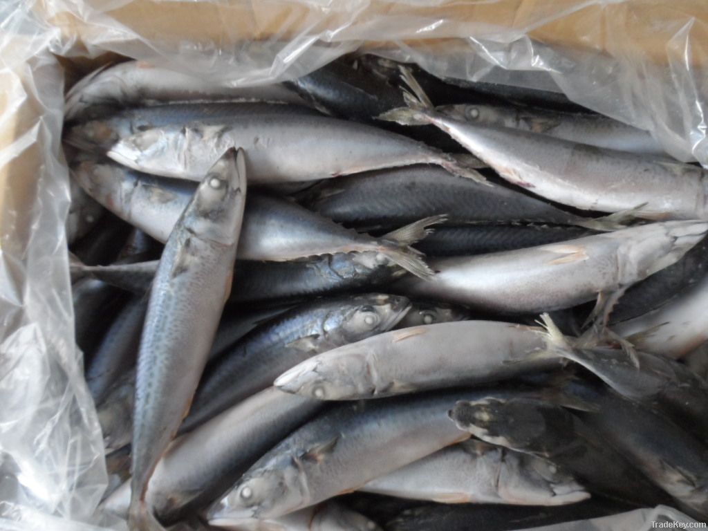 200-300g seafrozen mackerel