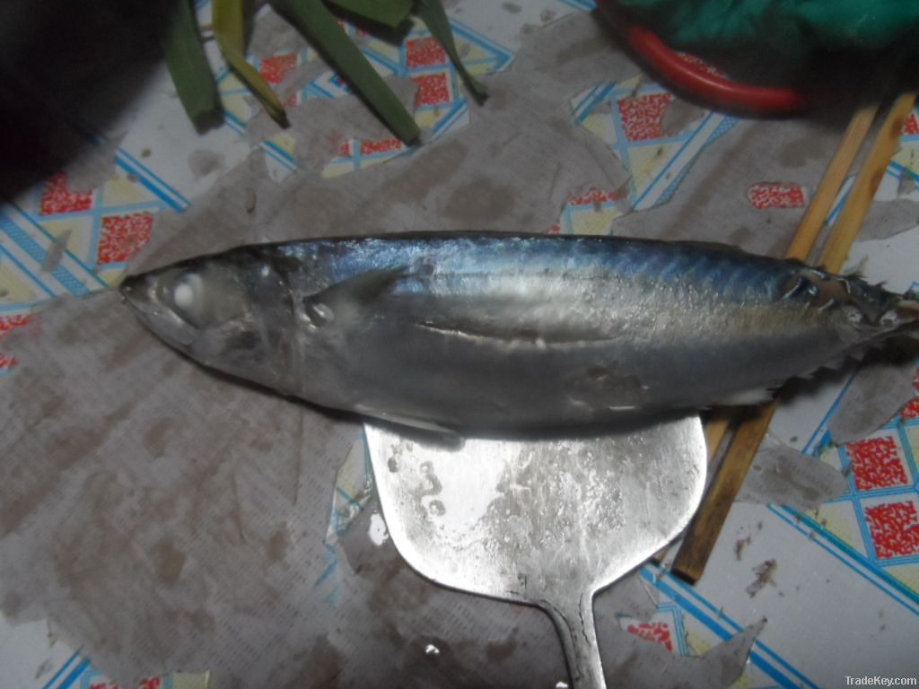 New land frozen mackerel from china