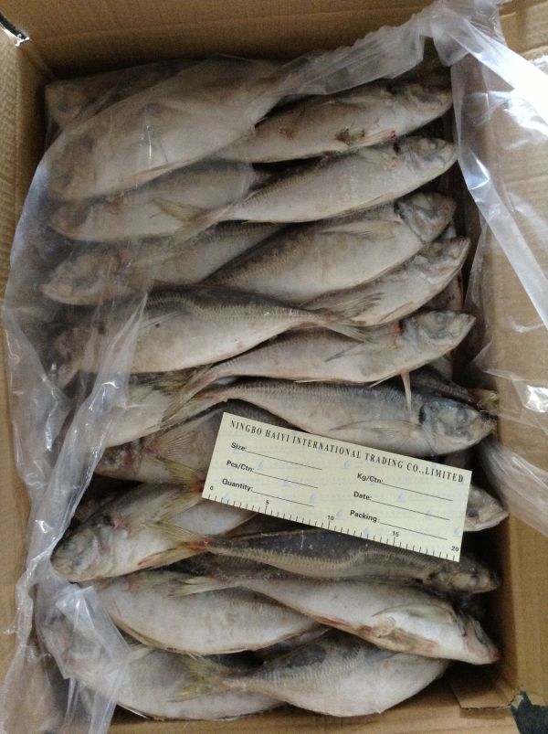 Frozen horse mackerel trachurus japoniocus 20cm+