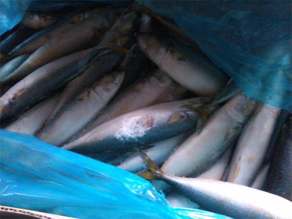 pacific mackerel scomber japonicus 300-400g