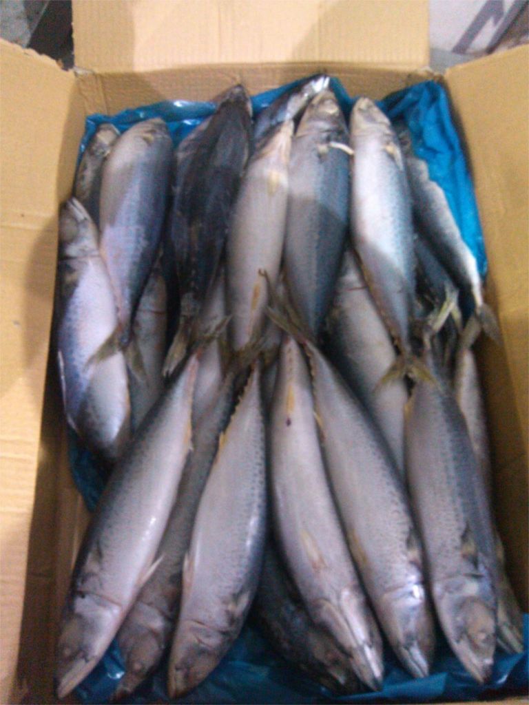 pacific mackerel scomber japonicus3000-400g
