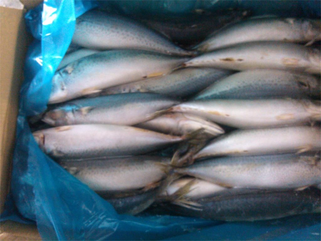 pacific mackerel 3000-400g