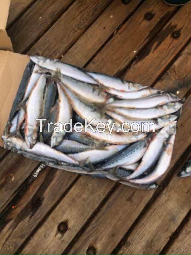 mackerel fish frozen new landing 