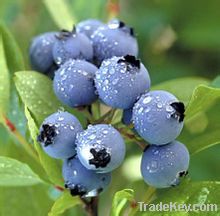 IQF wild blueberry