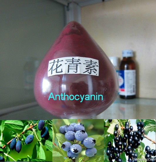 blueberry anthocyanin