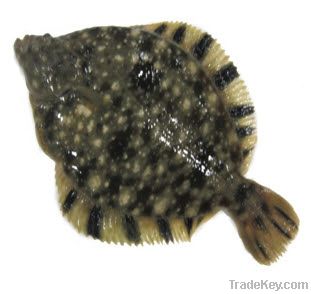 Live Starry Flounder