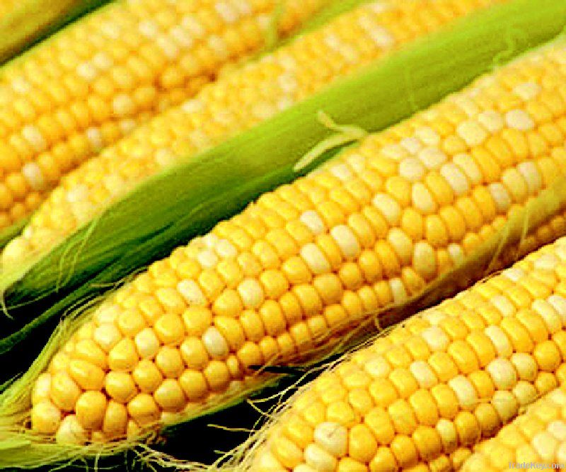 Crude corn