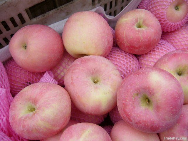 fuji apple