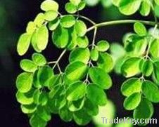 Natural 10:1 Organic Moringa Leaf Powder Extract