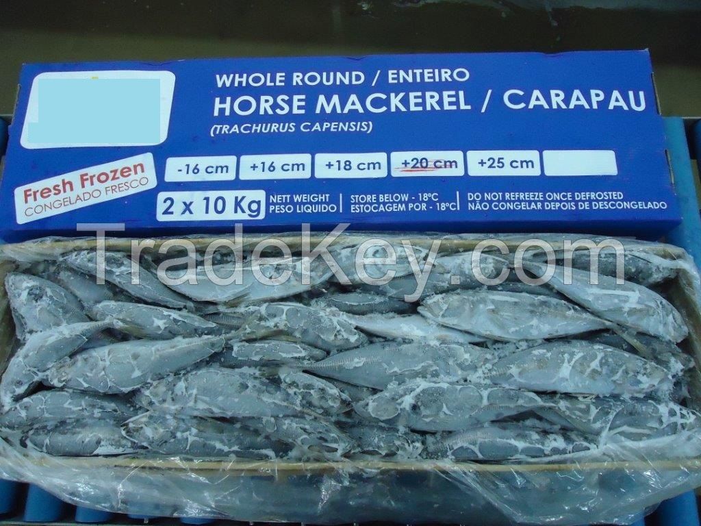 Horse Mackerel