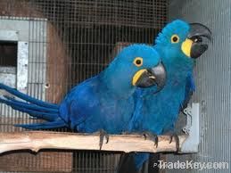 Hyacinth macaw parrots
